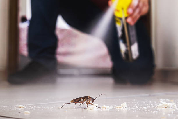 Best Flea Control Services  in Dutch Island, GA